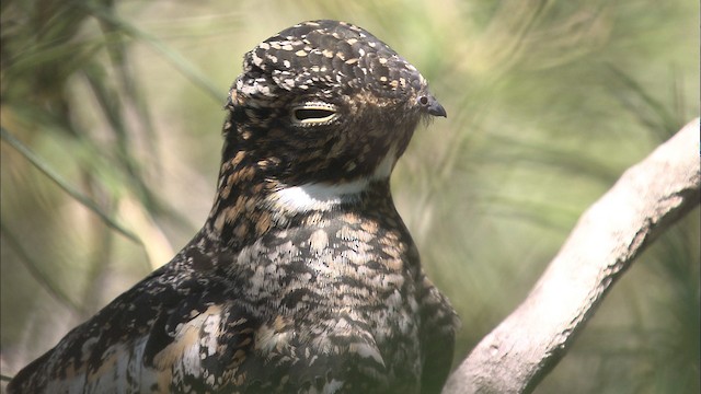 Antillean Nighthawk - ML461620