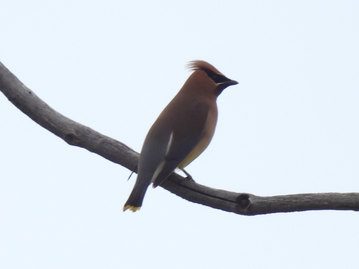 Cedar Waxwing - ML461620031