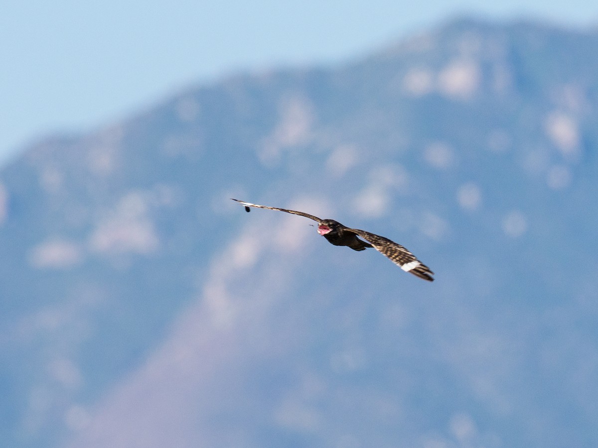 Lesser Nighthawk - Nick Athanas