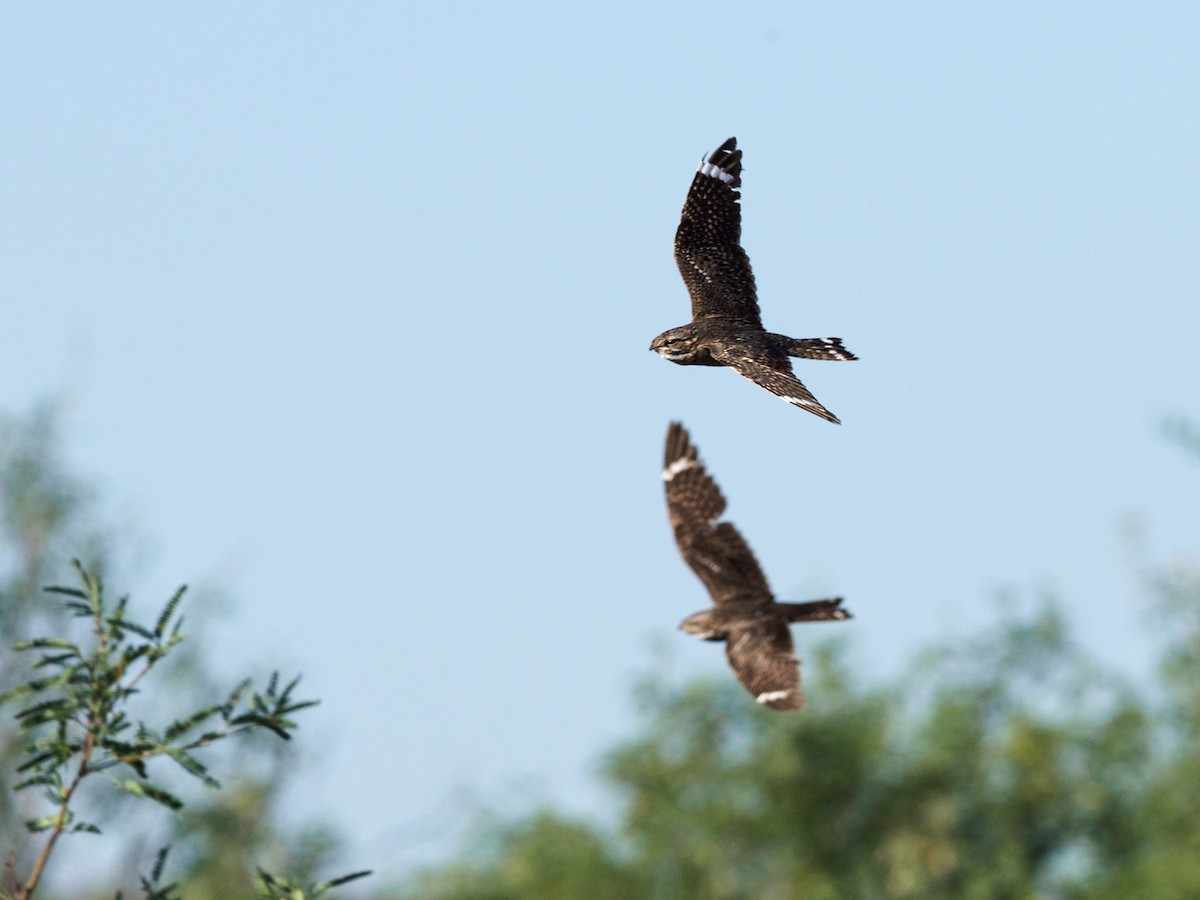 Lesser Nighthawk - ML461620991