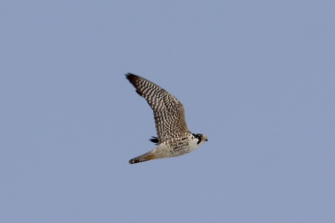 Peregrine Falcon - ML461621031