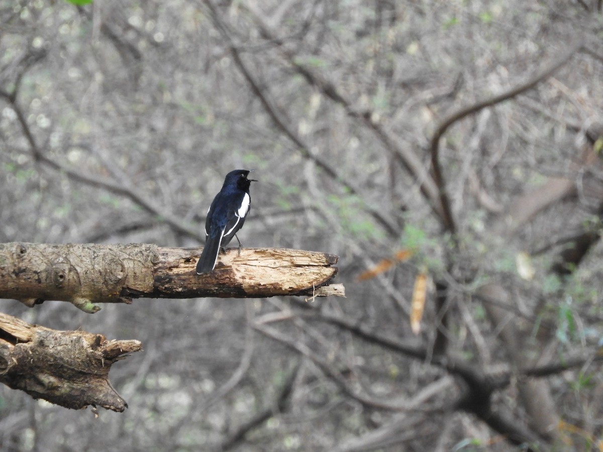 Oriental Magpie-Robin - Badri Narayanan Thiagarajan