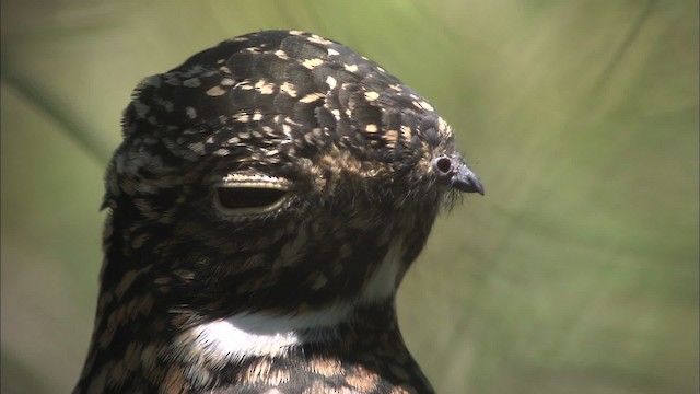 Antillean Nighthawk - ML461622