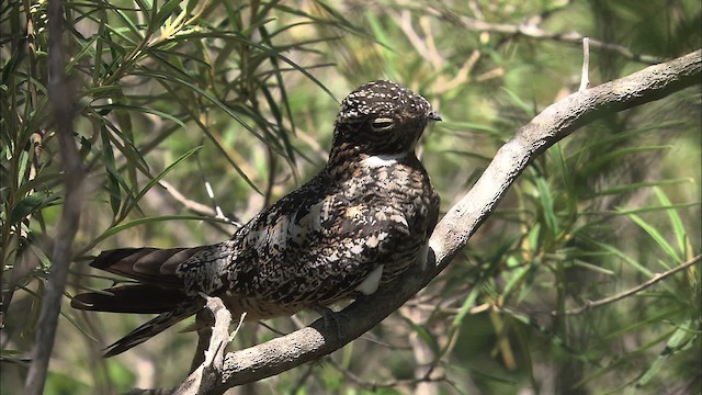 Antillean Nighthawk - ML461623