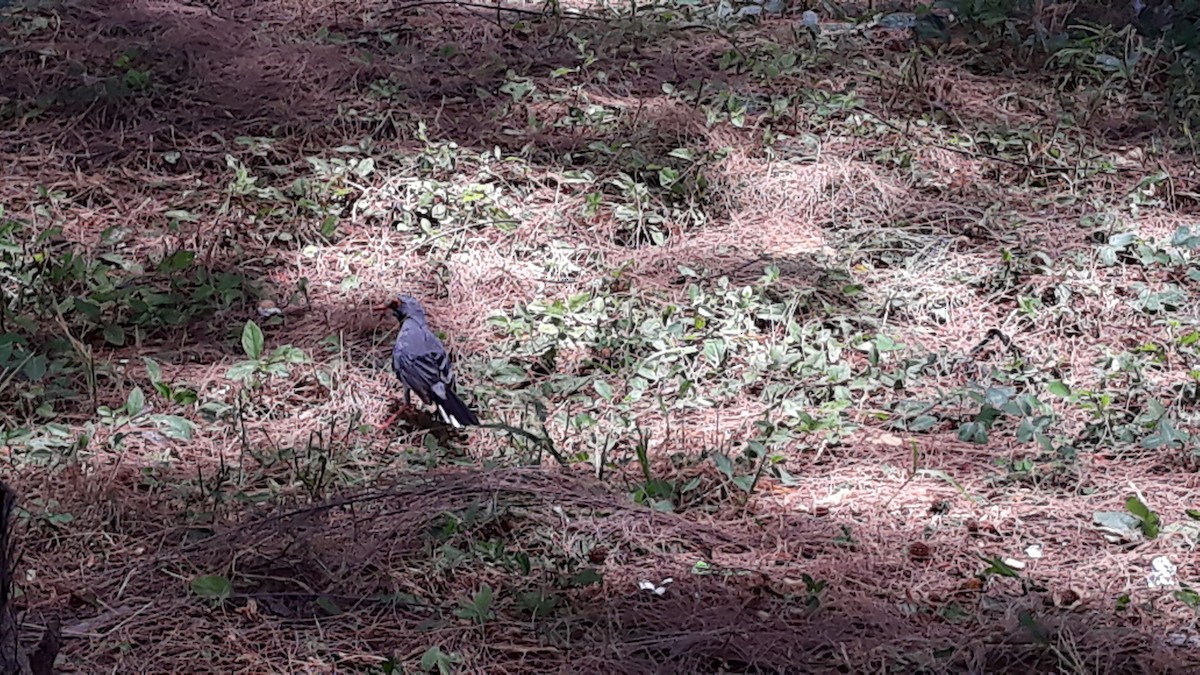 Red-legged Thrush - Santiago Pereira