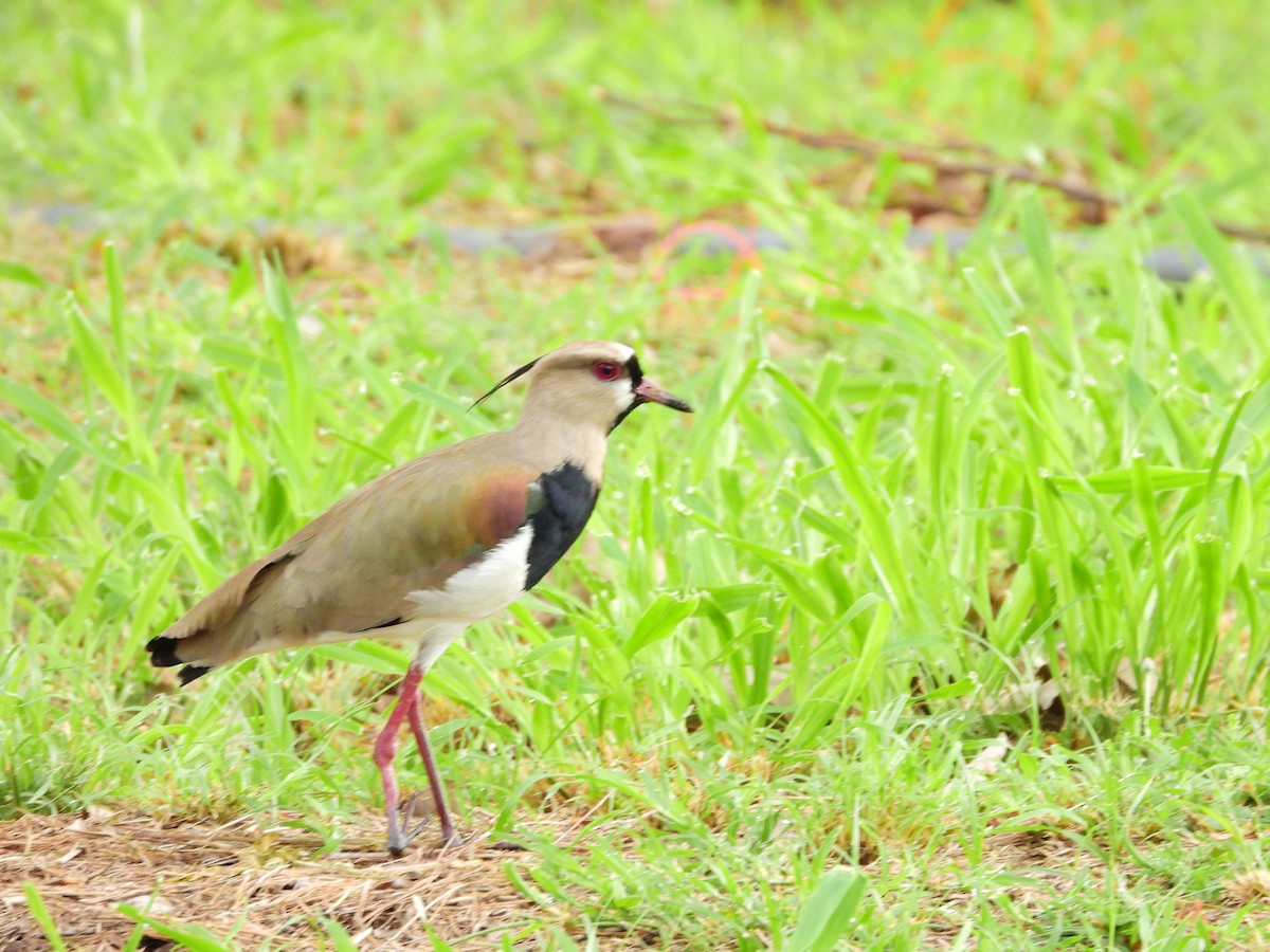 Southern Lapwing - ML461624231