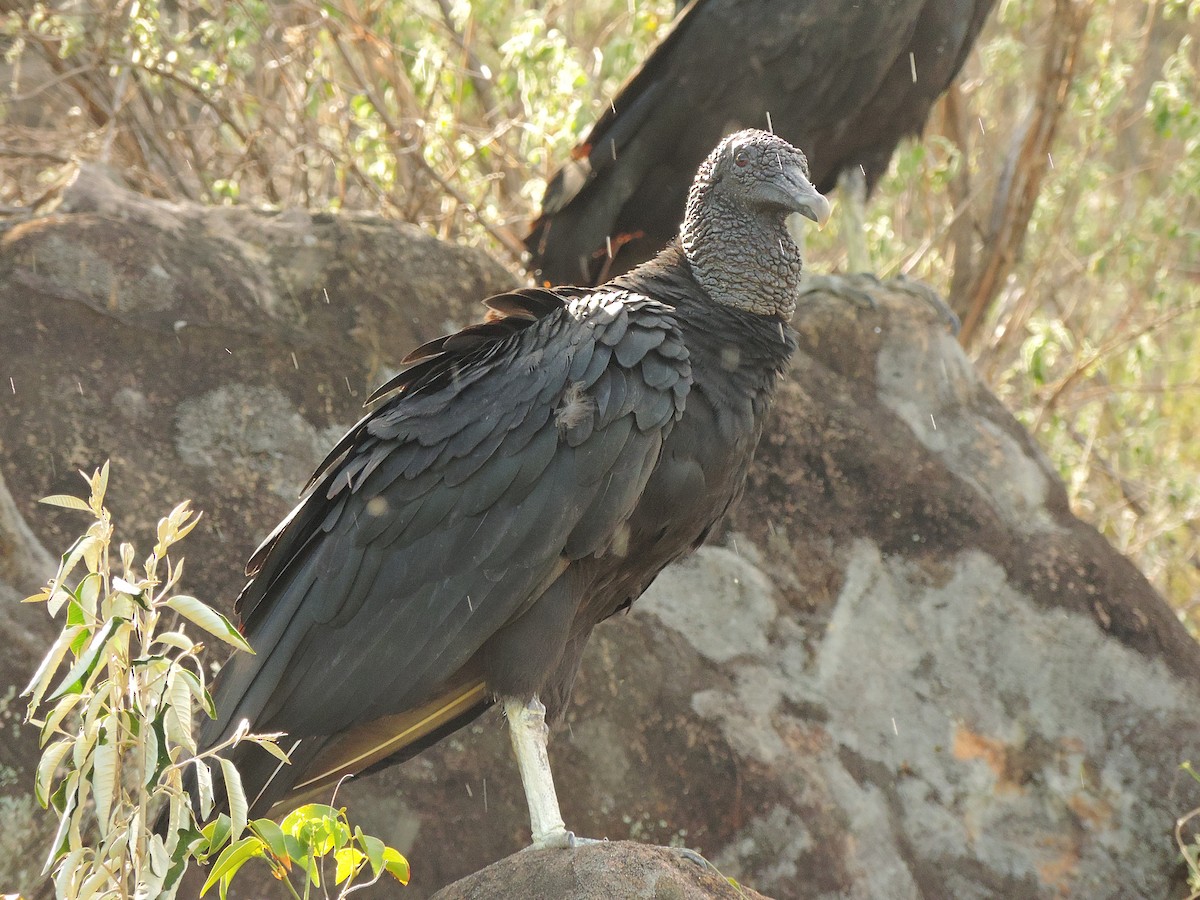 Black Vulture - ML461624831