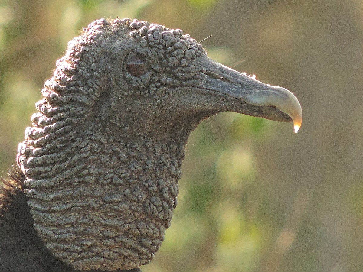 Black Vulture - ML461624841