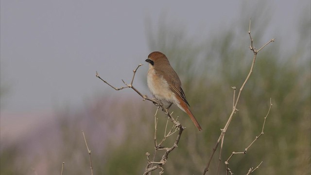 Pie-grièche du Turkestan - ML461624971