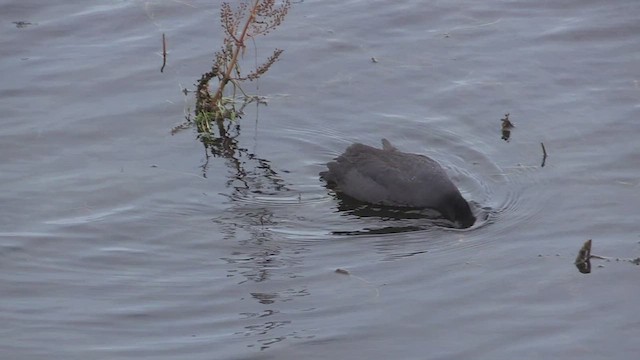 Foulque leucoptère - ML461625121