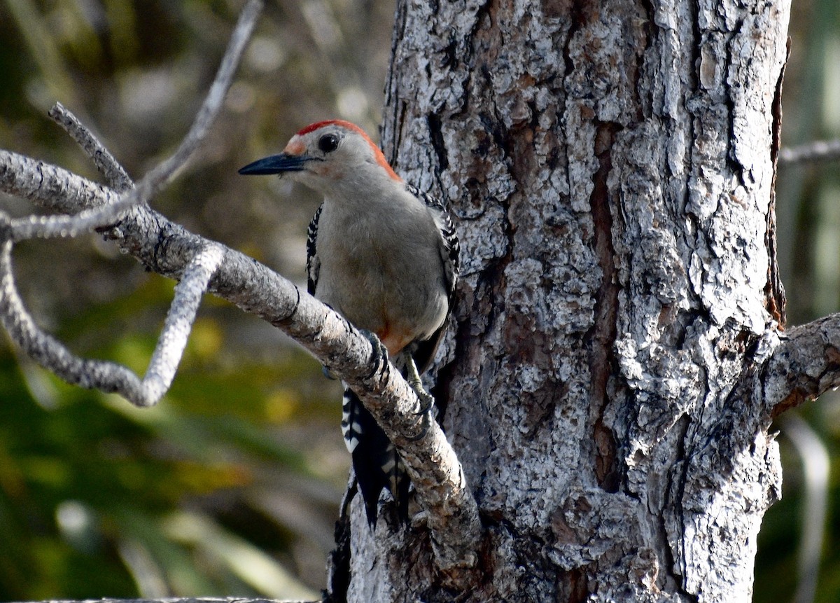 Red-bellied Woodpecker - ML461625381