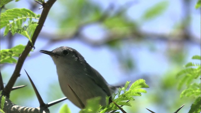 Cuban Gnatcatcher - ML461626