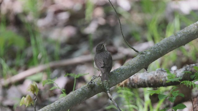 Northern Waterthrush - ML461626721