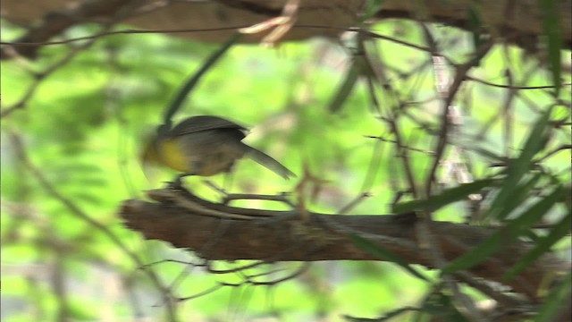 Oriente Warbler - ML461627