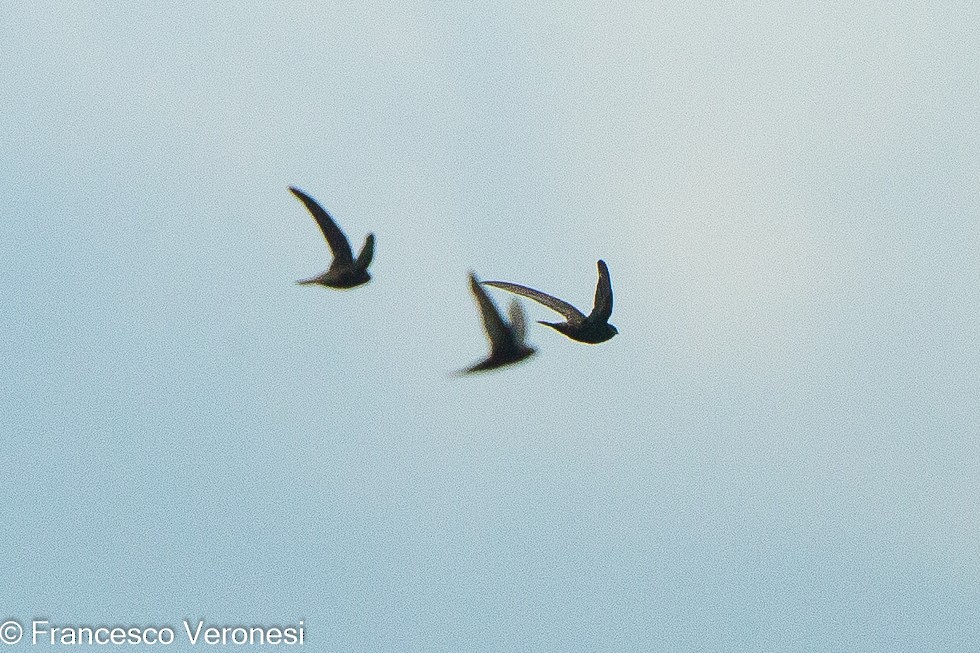 African Palm Swift - ML461628221