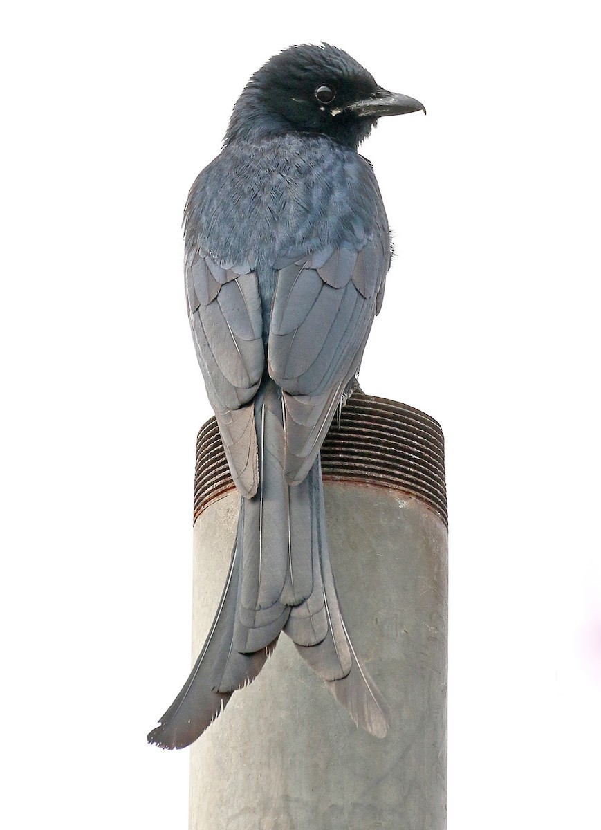 Black Drongo - ML461629191