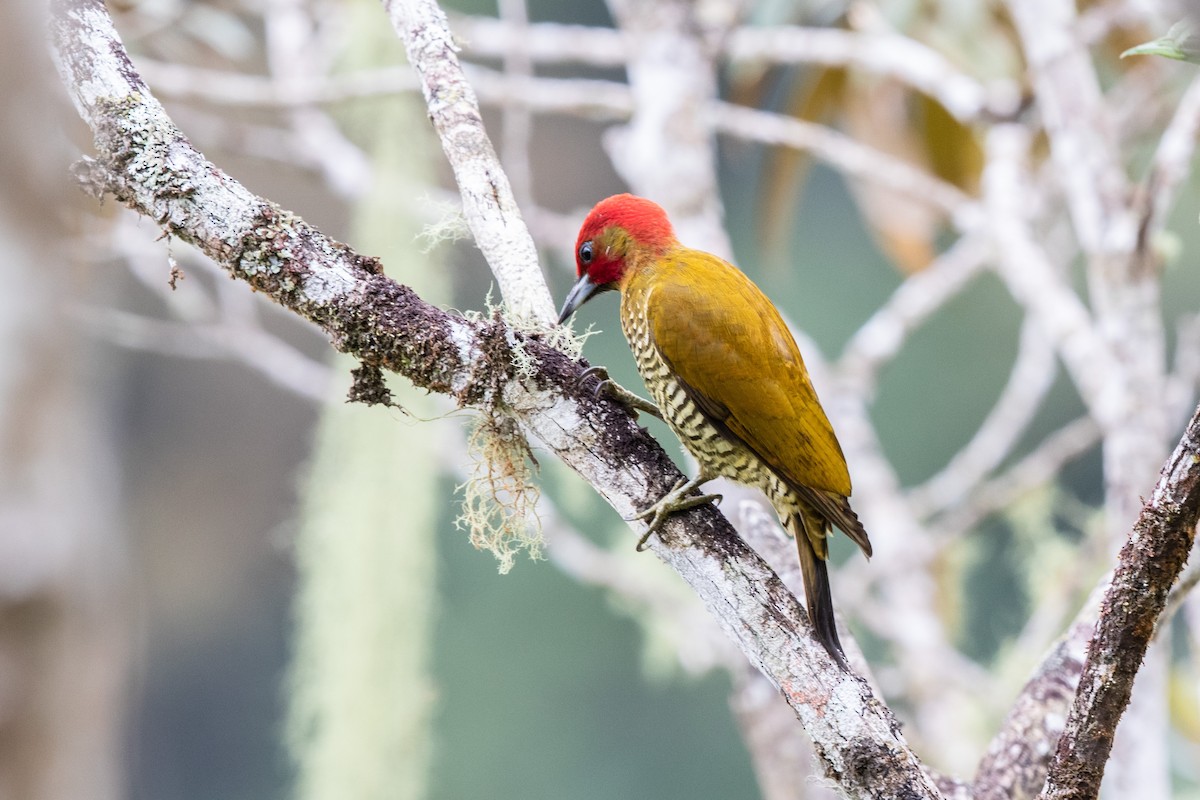 Rufous-winged Woodpecker - ML461629681