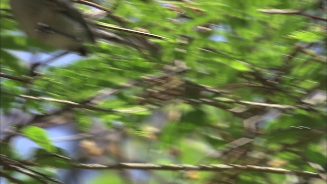 Cuban Gnatcatcher - ML461630