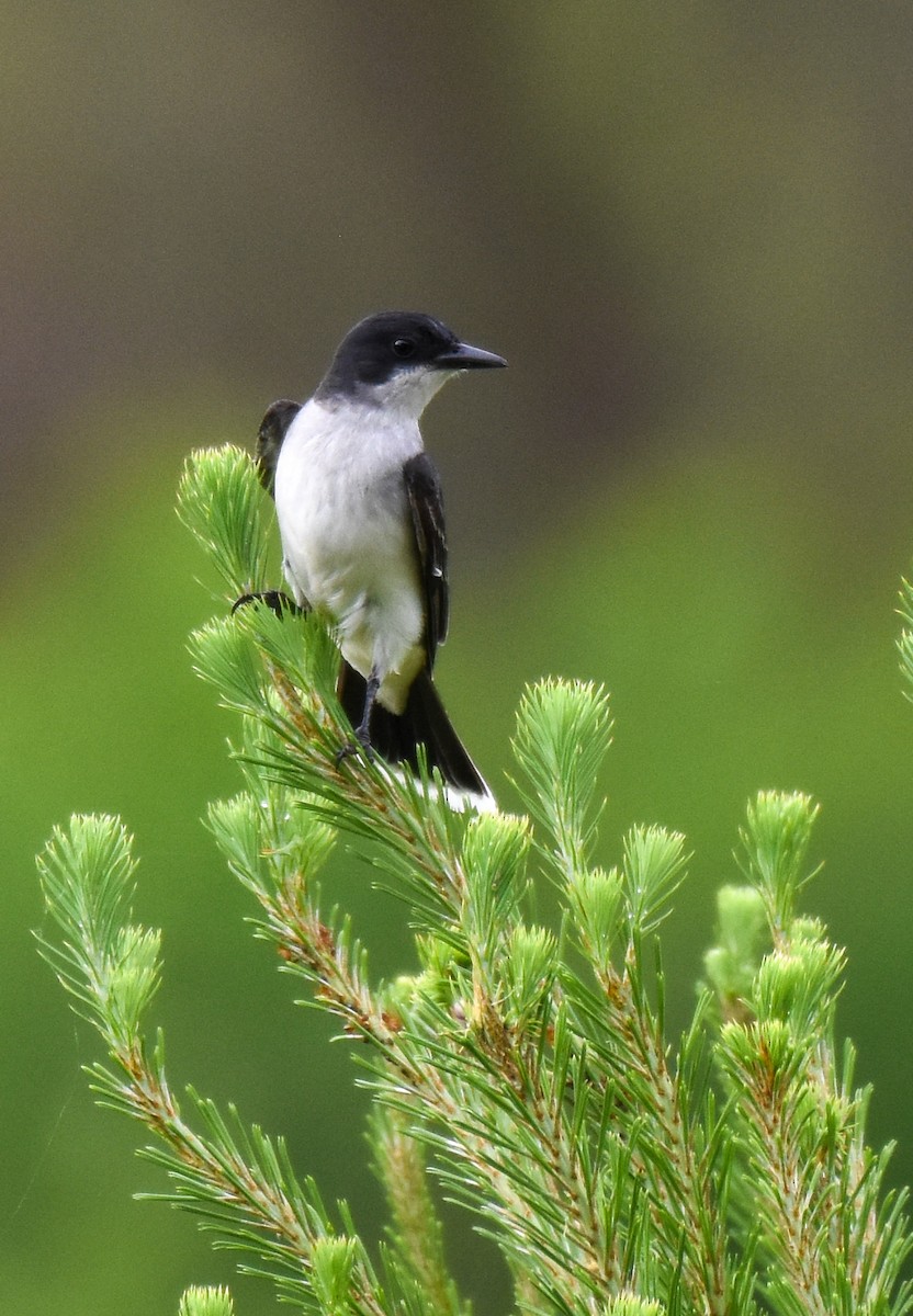 Eastern Kingbird - Patty Masten