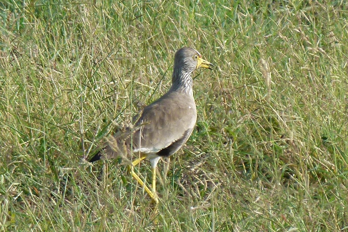 Wattled Lapwing - ML461630591