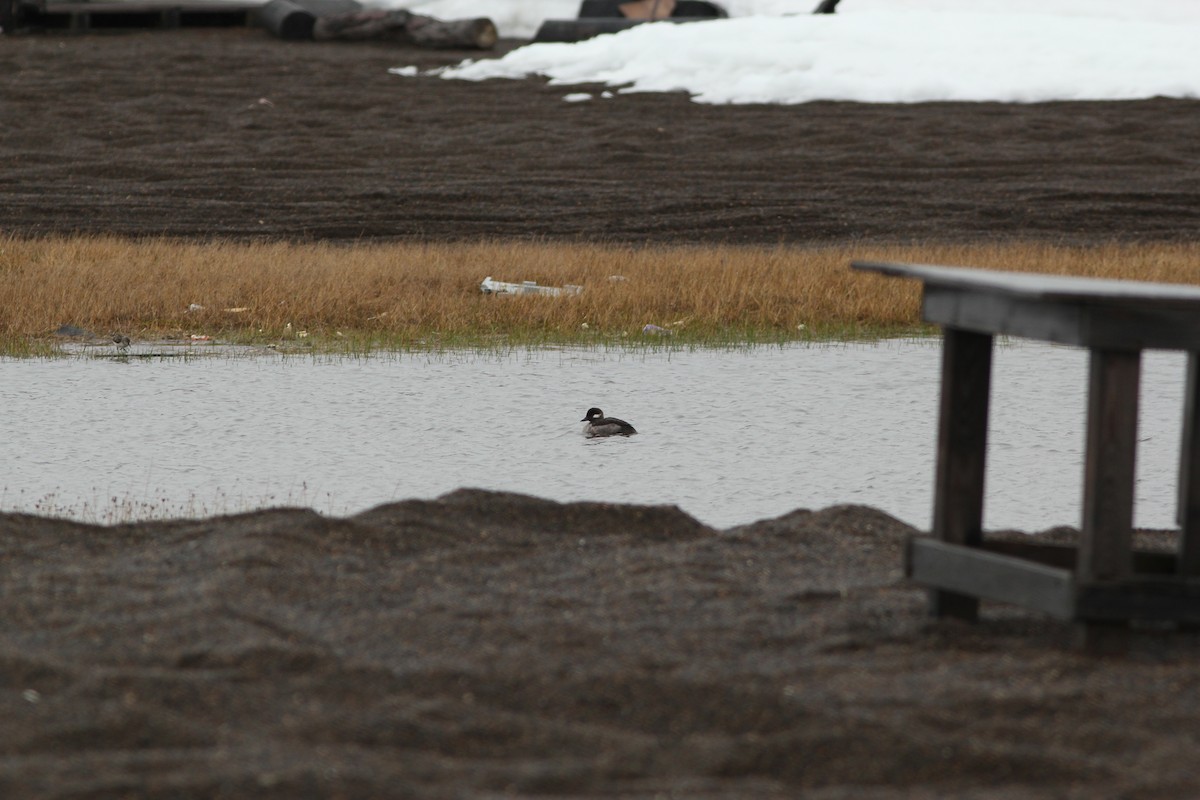 Bufflehead - ML461630831