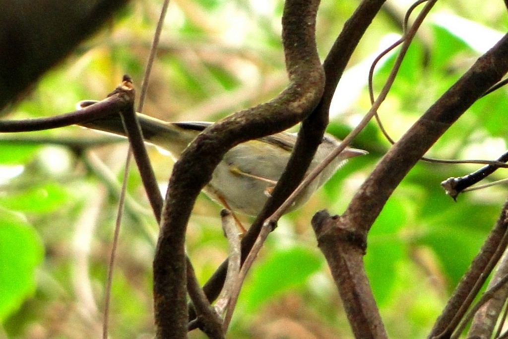 Golden-crowned Warbler - ML46163181