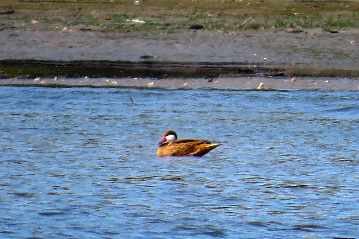 White-cheeked Pintail - ML461632061