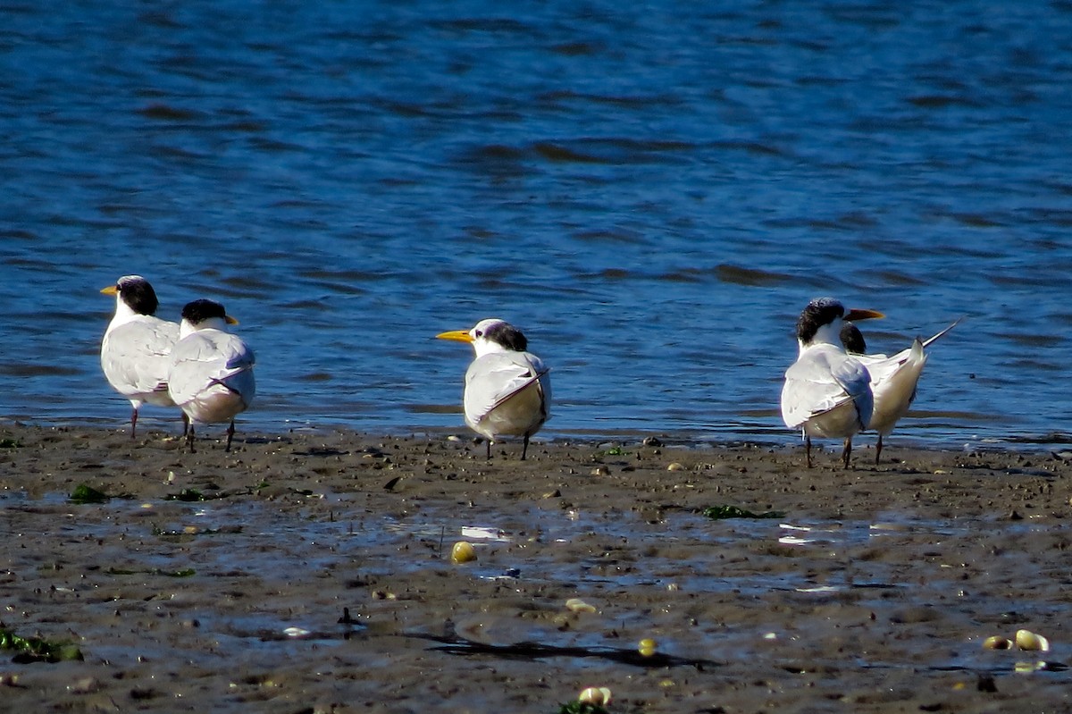 Sandwich Tern (Cabot's) - ML461632341