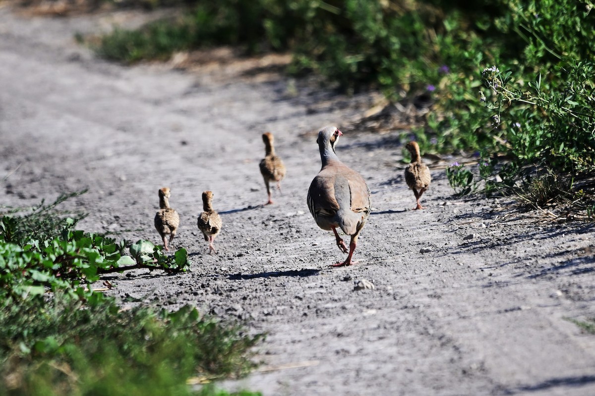 Chukar - ML461632771