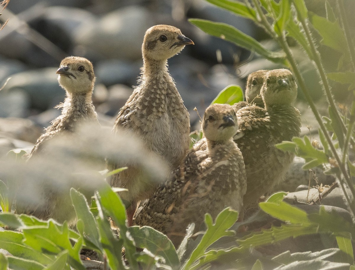 Chukar - Ian Routley