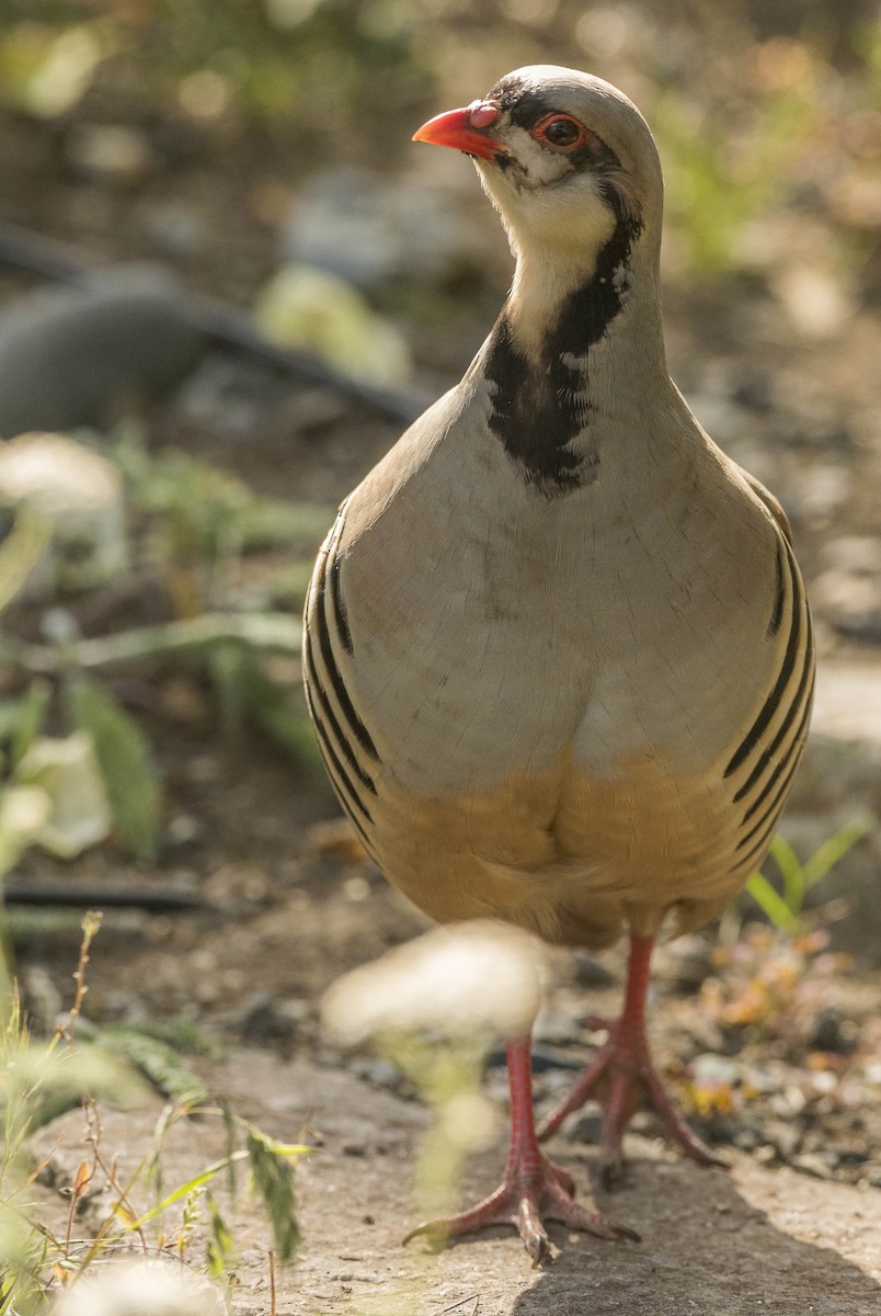 Chukar - ML461633181