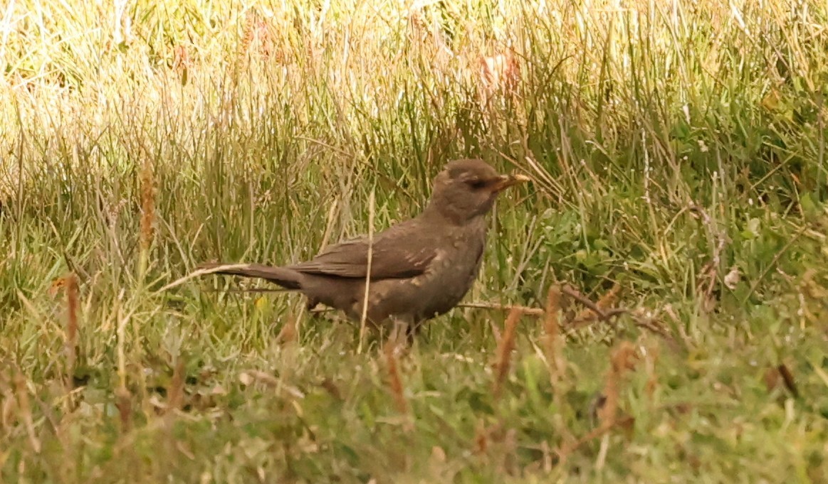 Chiguanco Thrush - ML461633401