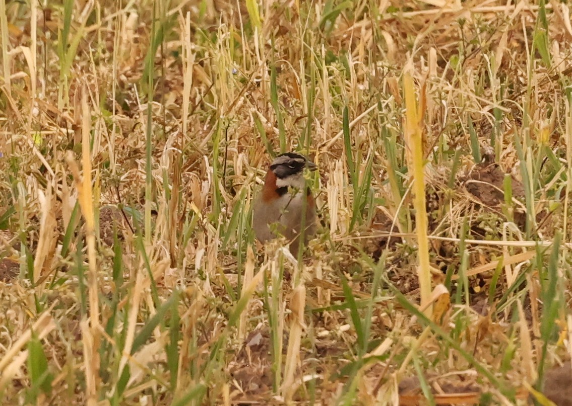 Rufous-collared Sparrow - ML461633581