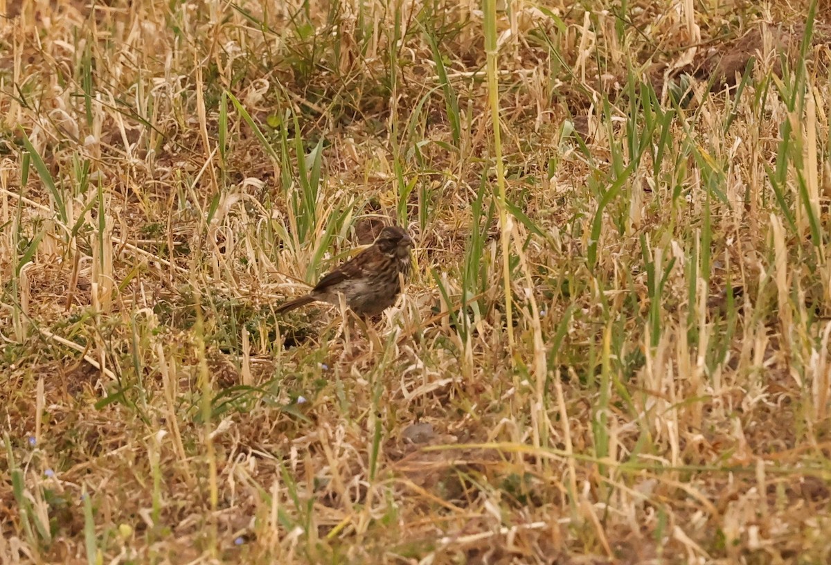 Rufous-collared Sparrow - ML461633591
