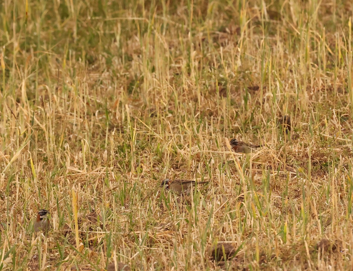 Rufous-collared Sparrow - ML461633601