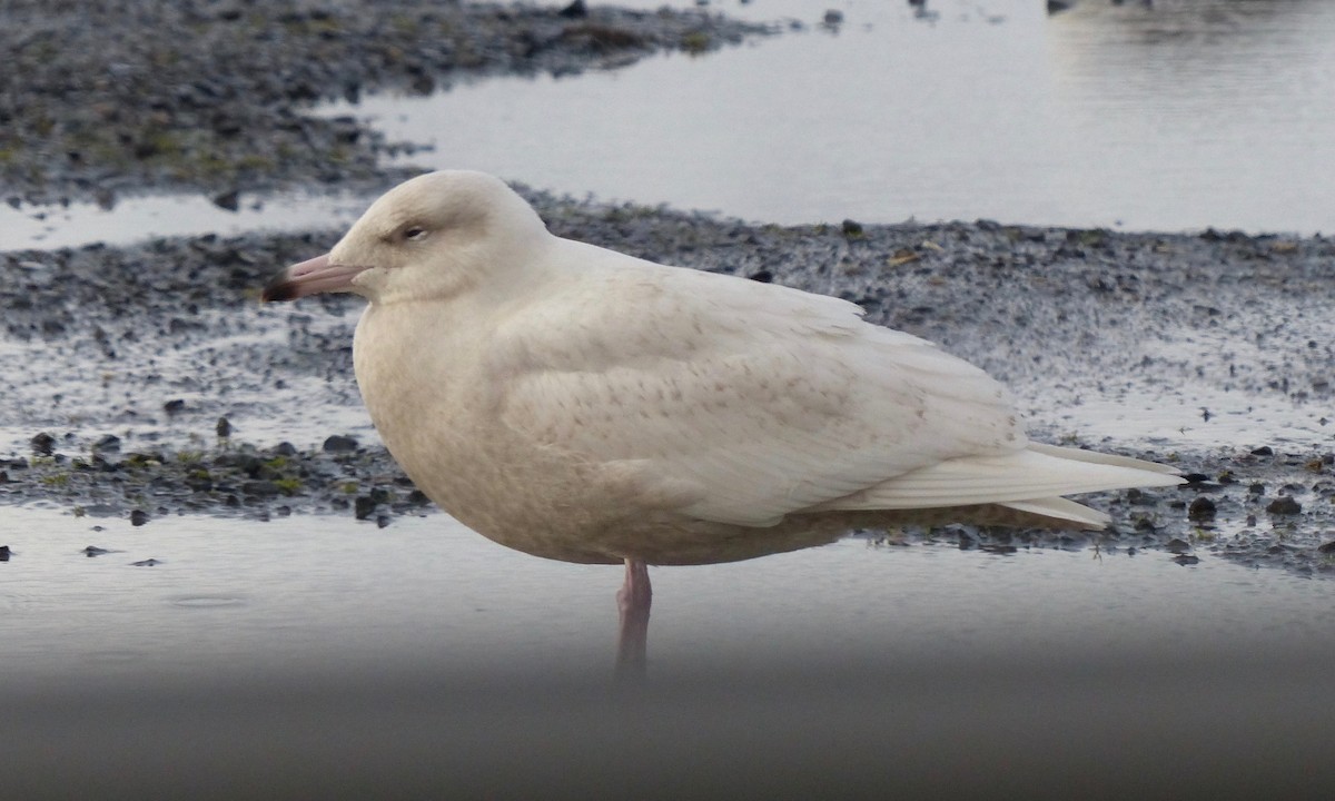 Glaucous Gull - ML46163401