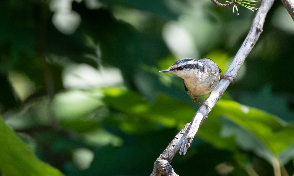 Red-breasted Nuthatch - ML461634471
