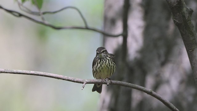 Northern Waterthrush - ML461634791