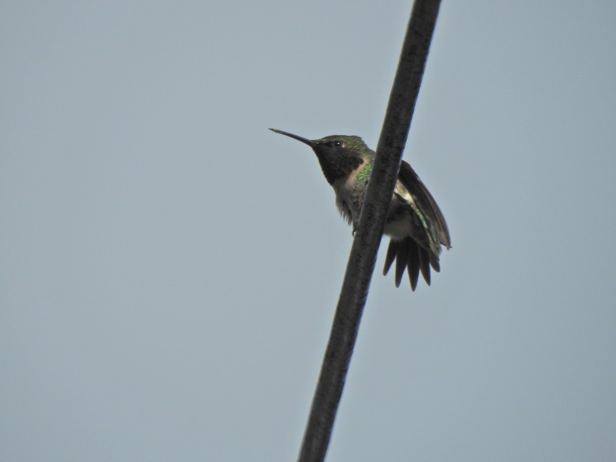 Ruby-throated Hummingbird - ML461636741
