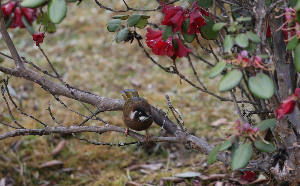 Black-faced Laughingthrush - ML461638521