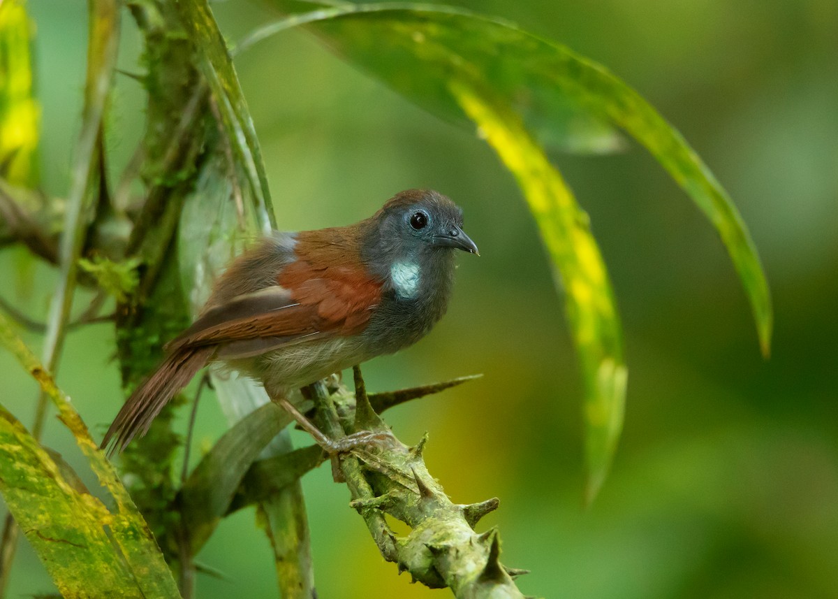 Chestnut-winged Babbler - Ayuwat Jearwattanakanok