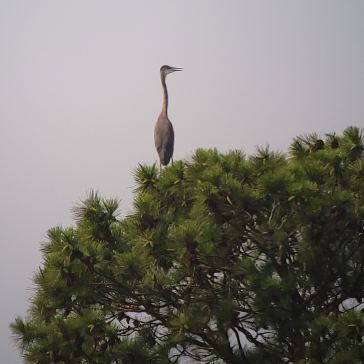 Great Blue Heron - ML461640191