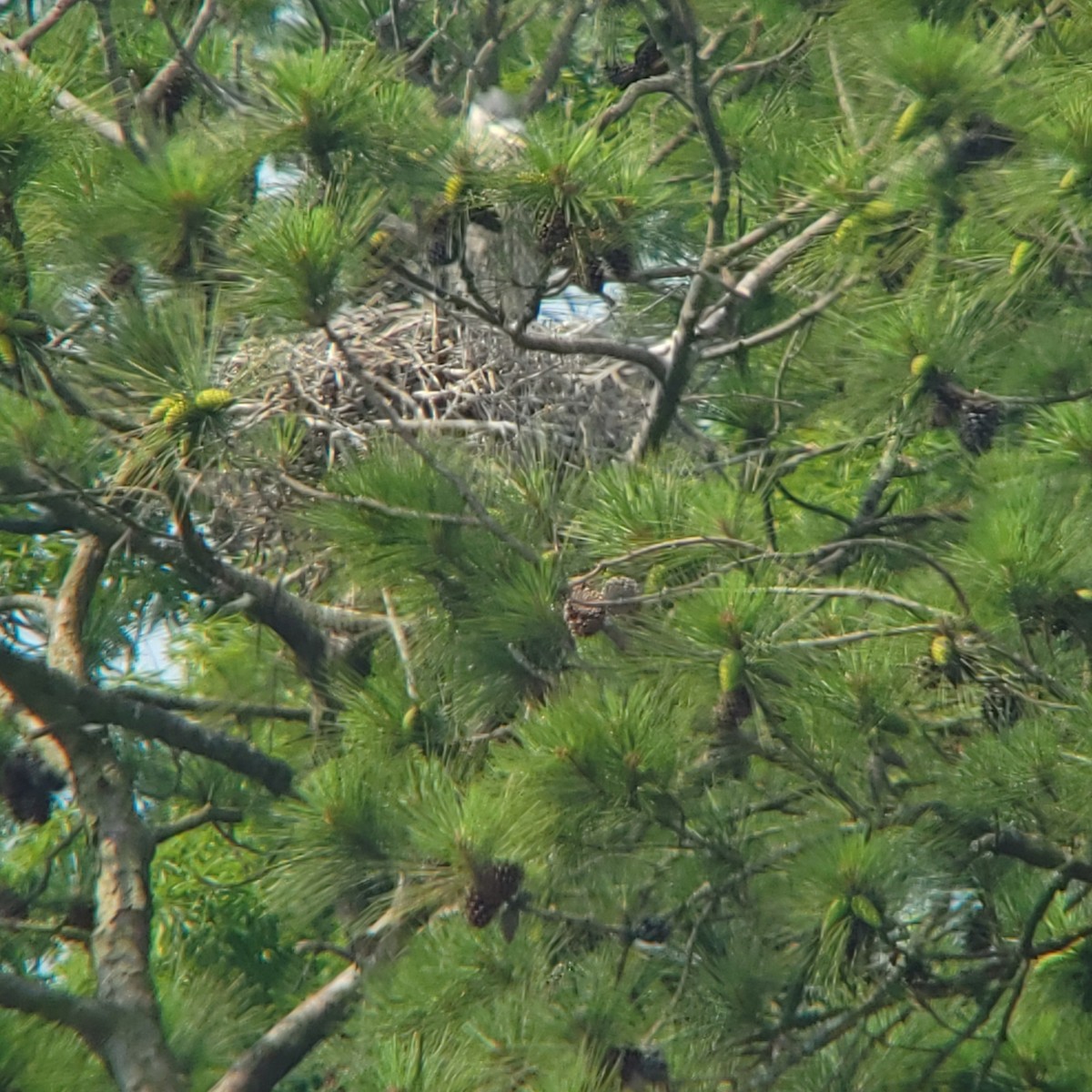 Great Blue Heron - ML461640221