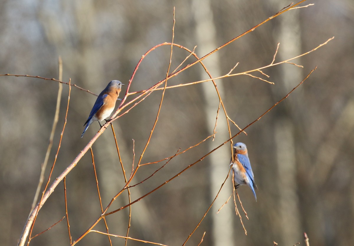 Eastern Bluebird - ML46164041