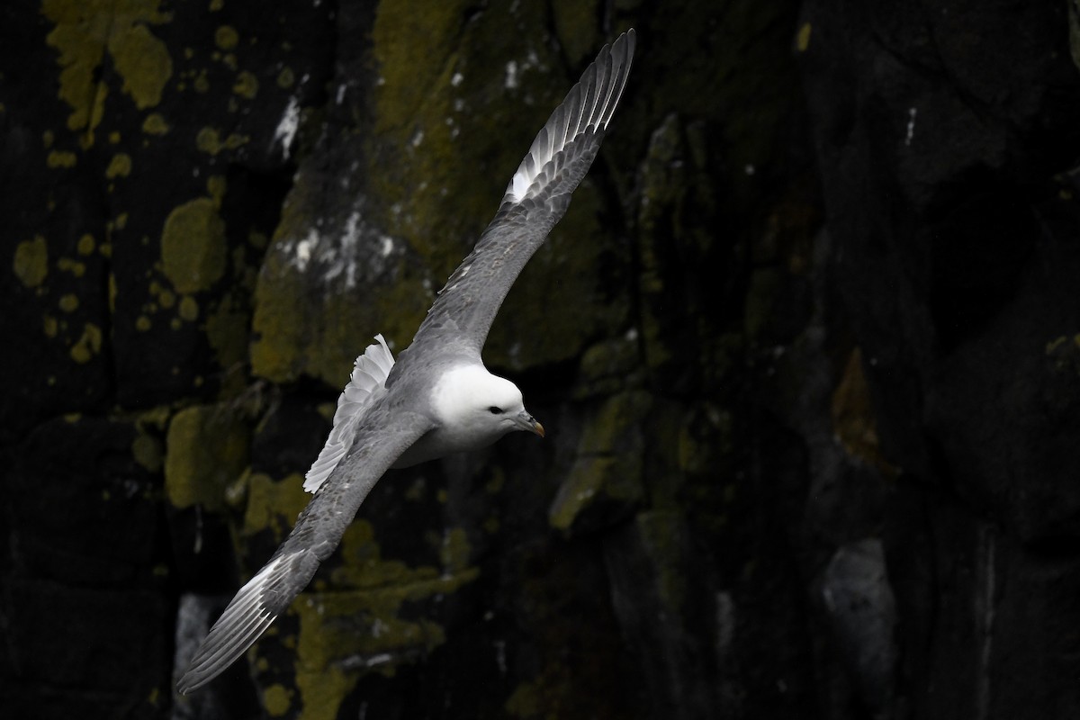 Northern Fulmar - Stephen Broker