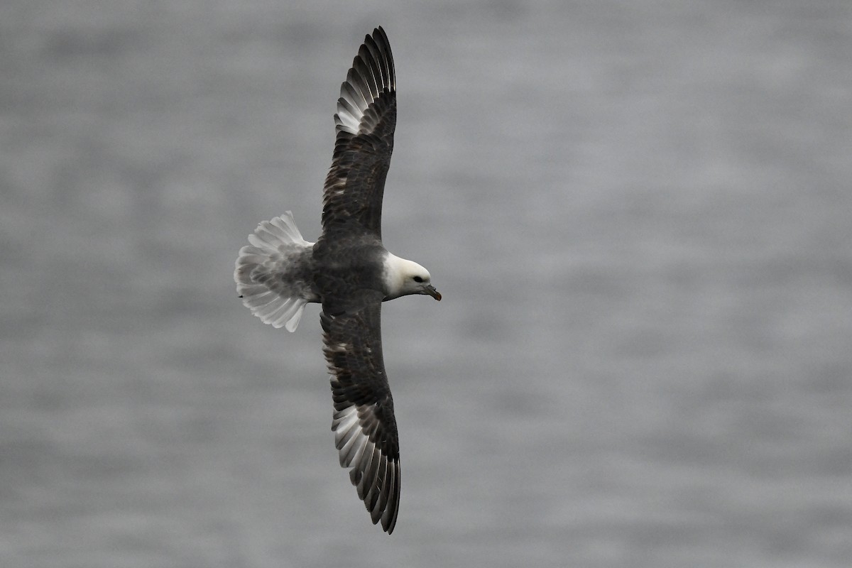 Fulmar Boreal - ML461641181