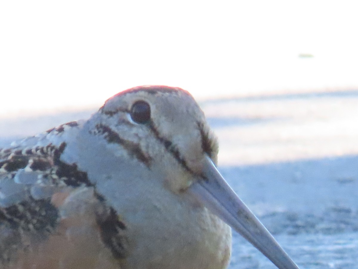 American Woodcock - Jim Frank