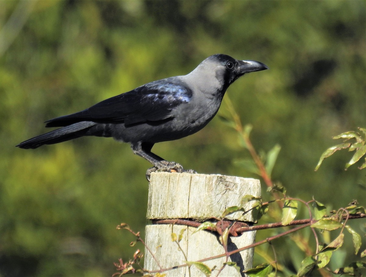 House Crow - Angela Pais