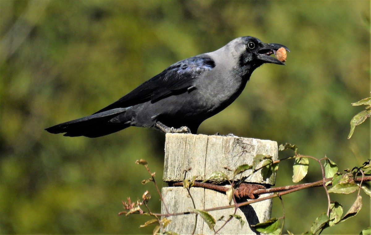 Corbeau familier - ML461642421