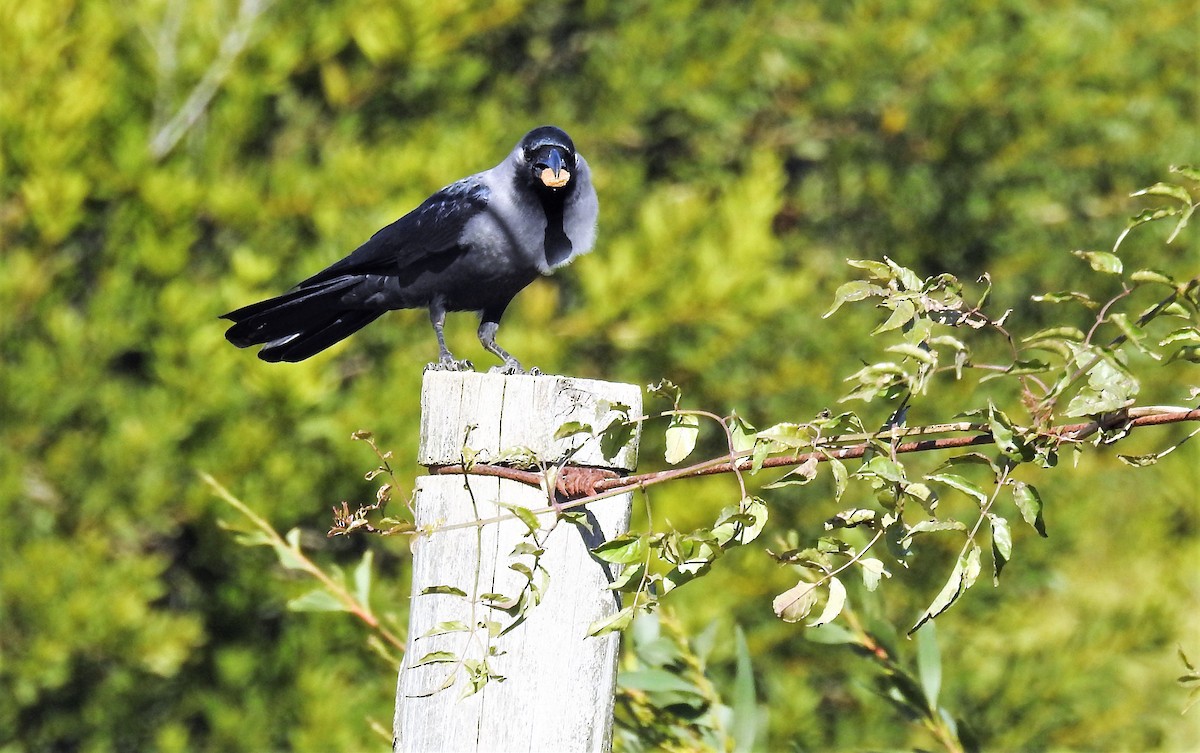 Corbeau familier - ML461642431